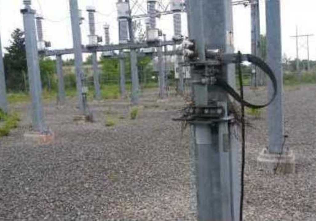 Power Station Holds Cute Surprise