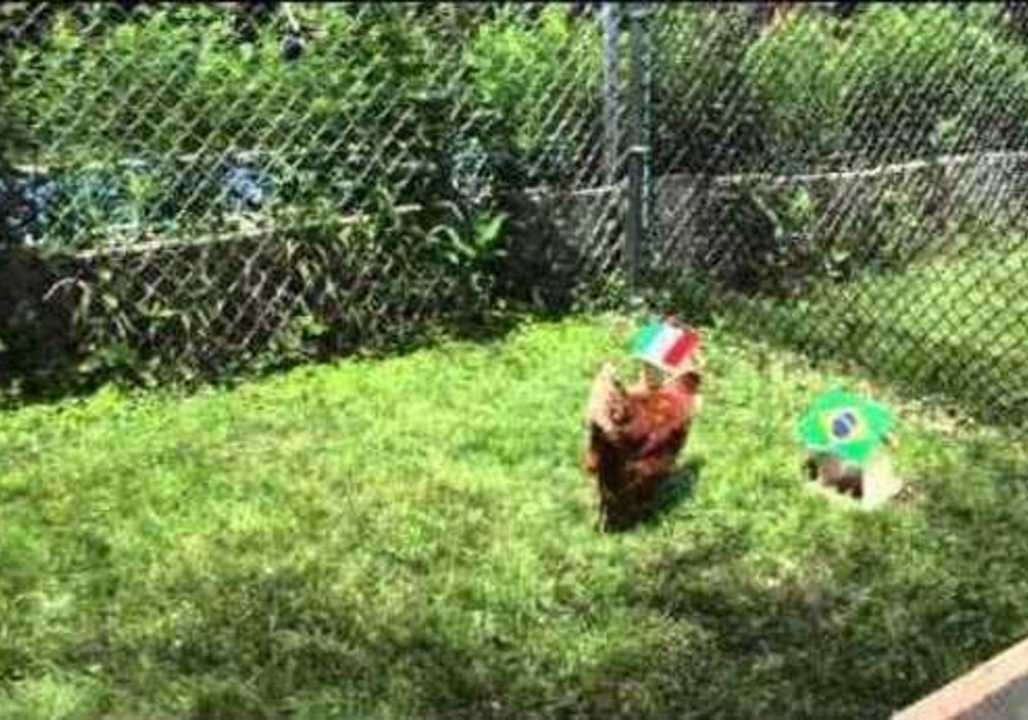 Chicken Predicts Algeria, Brazil and Russia Victories