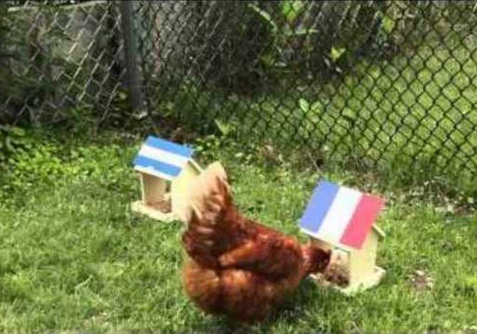 ⁣Carly the Chicken Predicts World Cup Results