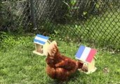 Carly the Chicken Predicts World Cup Results