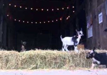Goats Tackle Some High-Intensity Cardio in Maine