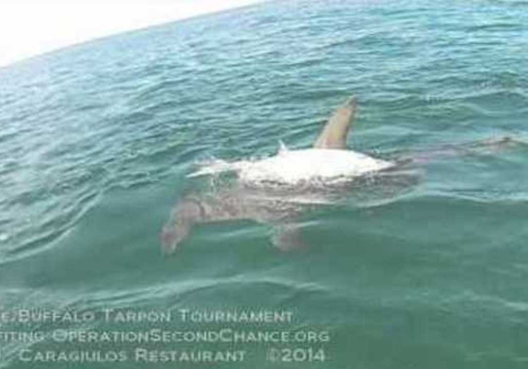 Monster Hammerhead Shark Devours Tarpon