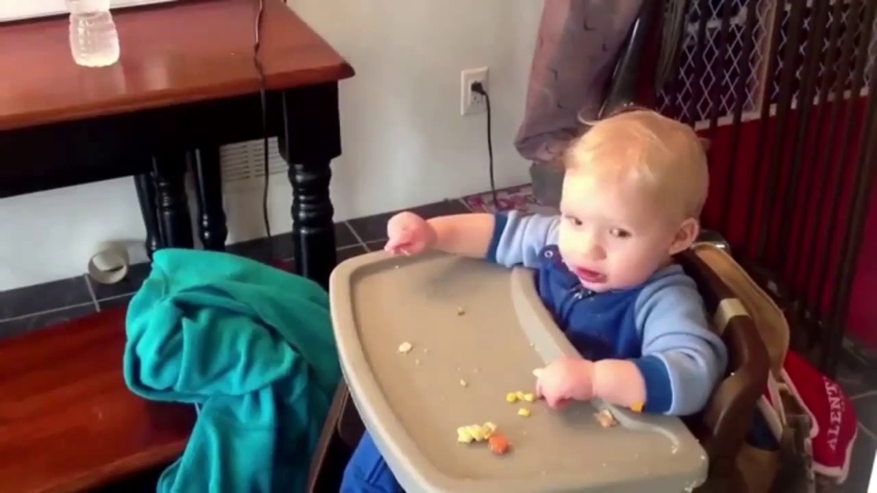 Gatos Bichinhos Adoráveis - Momento Animal