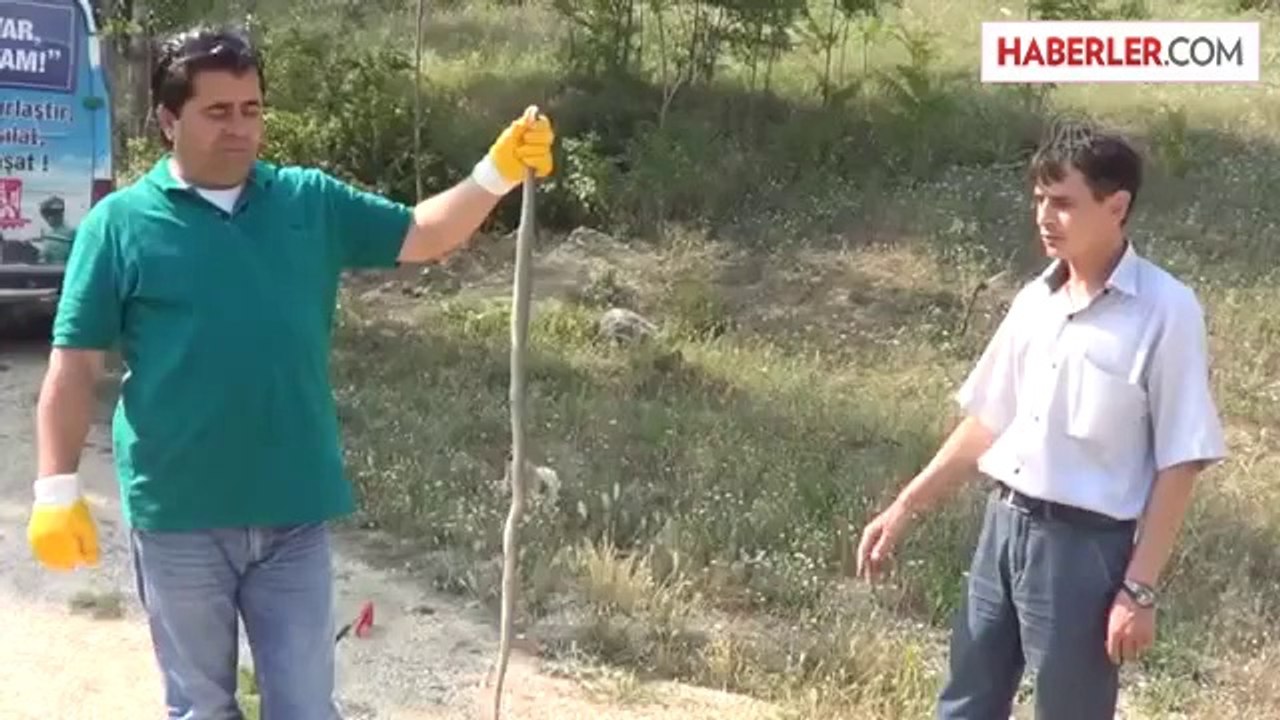 Yılan operasyonu -