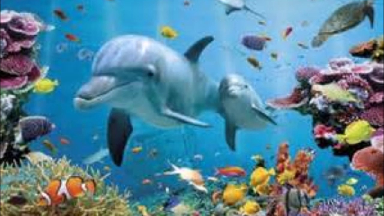 voyage avec les dauphins