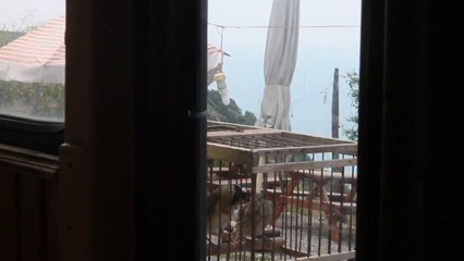 saka yavrularım 3 erkek 2 dişi