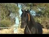 At - Atlar -Horse Fight Big - Horses   (24)