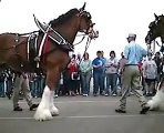 At - Atlar -Horse Fight Big - Horses   (17)