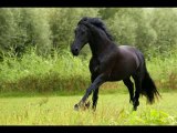 At - Atlar -Horse Fight Big - Horses   (6)