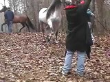 At - Atlar -Horse Fight Big - Horses   (3)