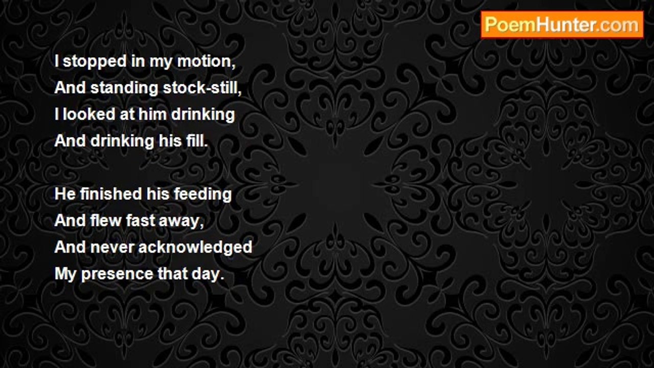 Sandi J Holland - A Wasp Drinking Water