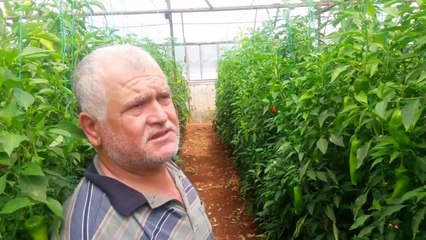 ANTALYA DEMRE UC BURUN BIBER SERASI