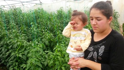 Çarli Biber Serası - Antalya Beykonak