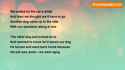 Dave Pass - A Tibetan Terrier Called Honey