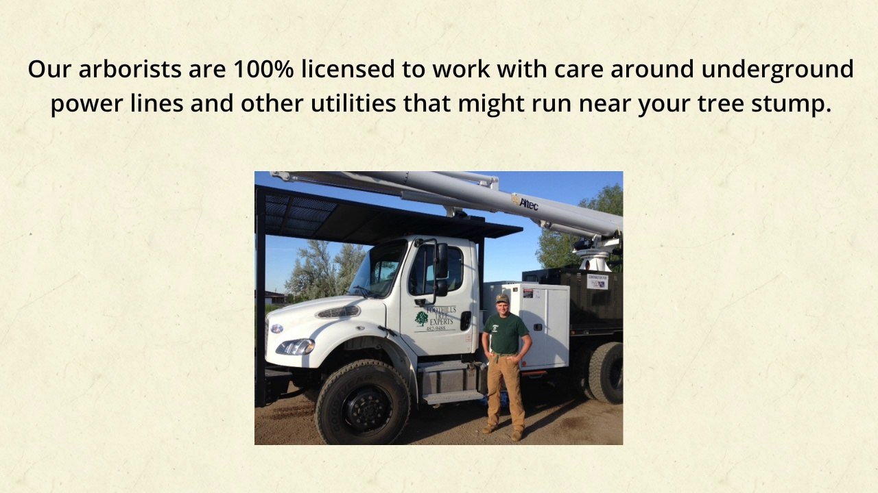 Stump Grinding Fort Collins | Foothills Tree Experts | Stump Removal Fort Collins