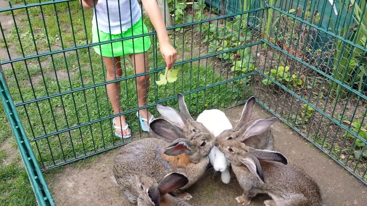 paradi des lapin geant des flandres