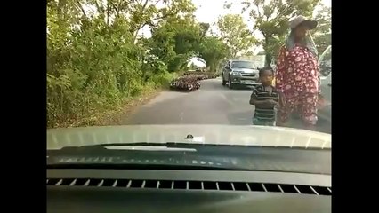 MILES DE PATOS EN LA CARRETERA