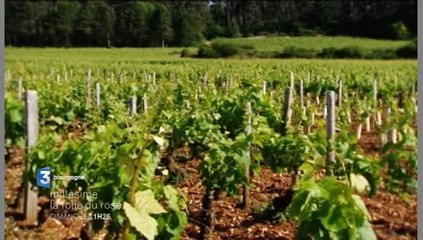 Millésime : La folie du rosé (bande-annonce)