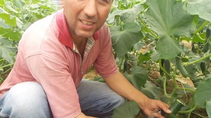 Organik Salatalk Serası Salihli Halil Inkaya