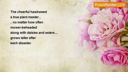 Saiom Shriver - Hawkweed