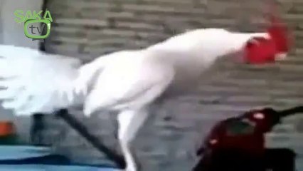 Hunharca Gülen Horoz!