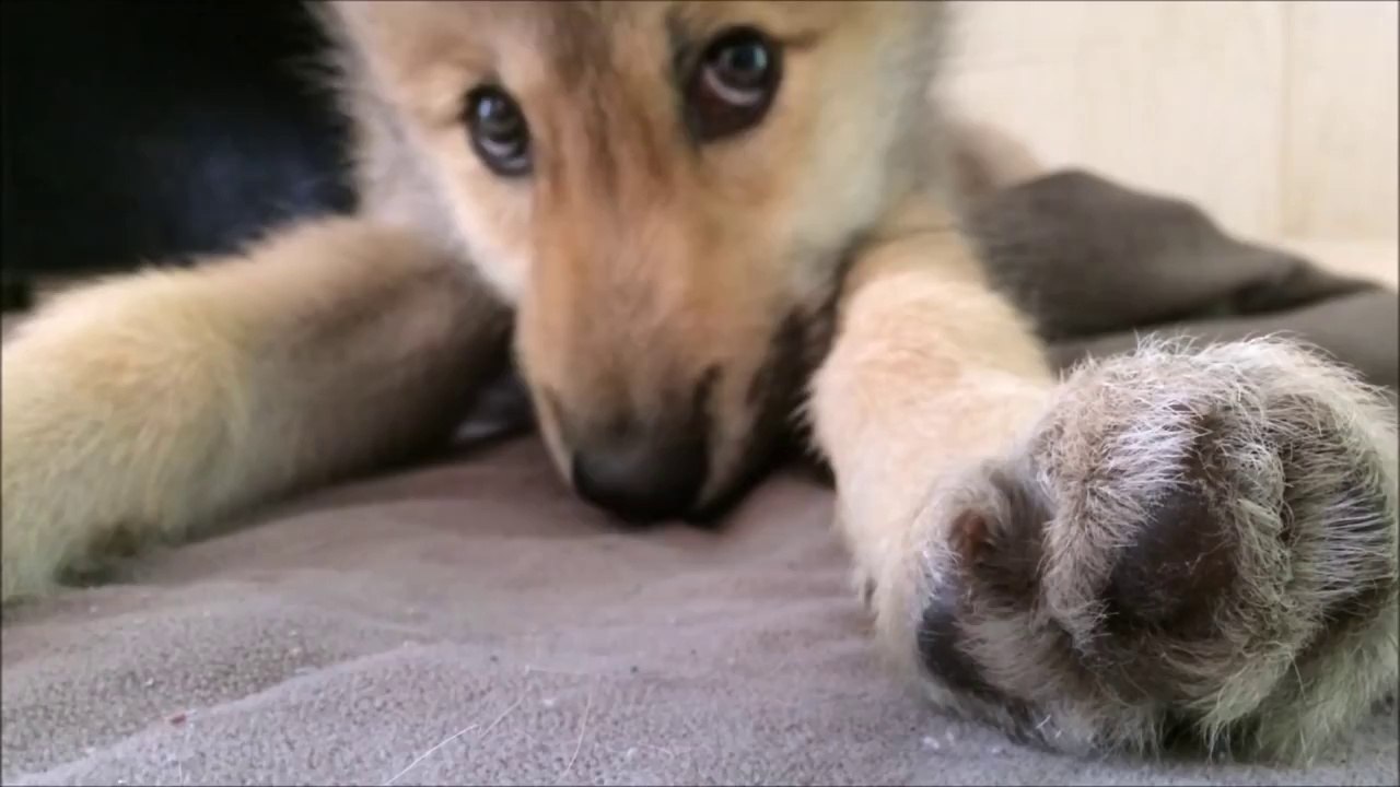 Bebe Loup Qui A Le Hoquet Hilarant Et Trop Mignon Video Dailymotion