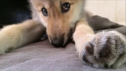 Скачать видео: Bébé loup qui a le Hoquet! Hilarant et trop mignon...