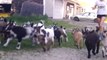 Des bébés chèvres adorable à la ferme! Trop mignon.