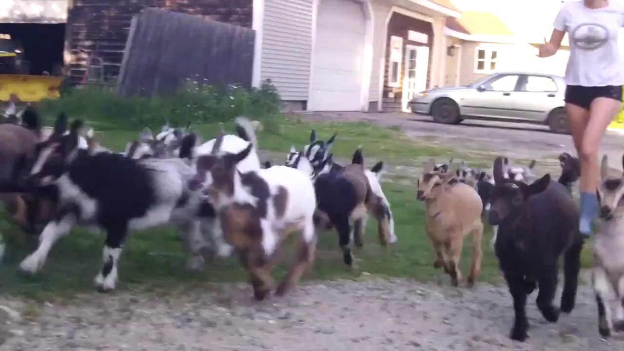 Des bébés chèvres adorable à la ferme! Trop mig...