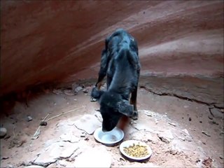 Tải video: Un homme sauve un bébé chien coincé dans un canyon!