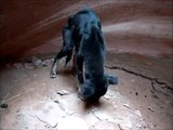 Man Rescues Puppy In Canyon Short Film