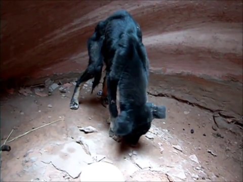 Man Rescues Puppy In Canyon Short Film
