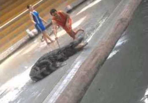 Crocodile Trainer Shocks Audience With Daring Act