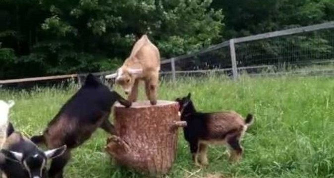 Goat Babies Play King of the Stump