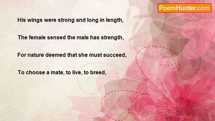 Philo Yan - Exotic Birds