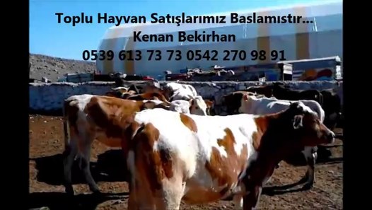 kars kurbanlık inek fiyatları,kars montofon buzağı,kars montofon buzağı