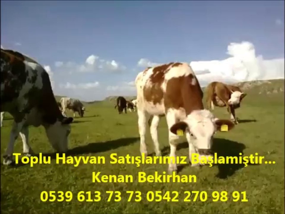 kars inek ilanları,kars inek satışı,kars inek yatağı fiyatları,kars kurbana gidecek dana,kars kurbanlık dana,kars kurbanlık dana fiyatları,kars kurbanlık fiyatları 2012,kars kurbanlık hayvan fiyatları,kars kurbanlık hayvan fiyatları 2012,kars kurbanlık