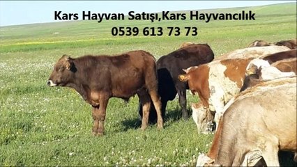 Descargar video: kars dana kesim fiyatları,kars düve fiyatları,kars düve ilanları,kars erkek dana fiyatları,kars erkek dana satanlar,kars erkek dana satışı,kars gebe düve satışı,kars hayvancılık besicilik,kars inek fiyatları,kars inek fiyatları 2012,