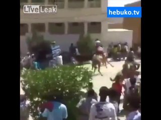 deve yarışında acı son! - hayvanlara eziyet etmeye son verin! -