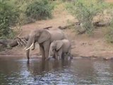 Crazy animal fight : Elephant vs Crocodile. Violent...