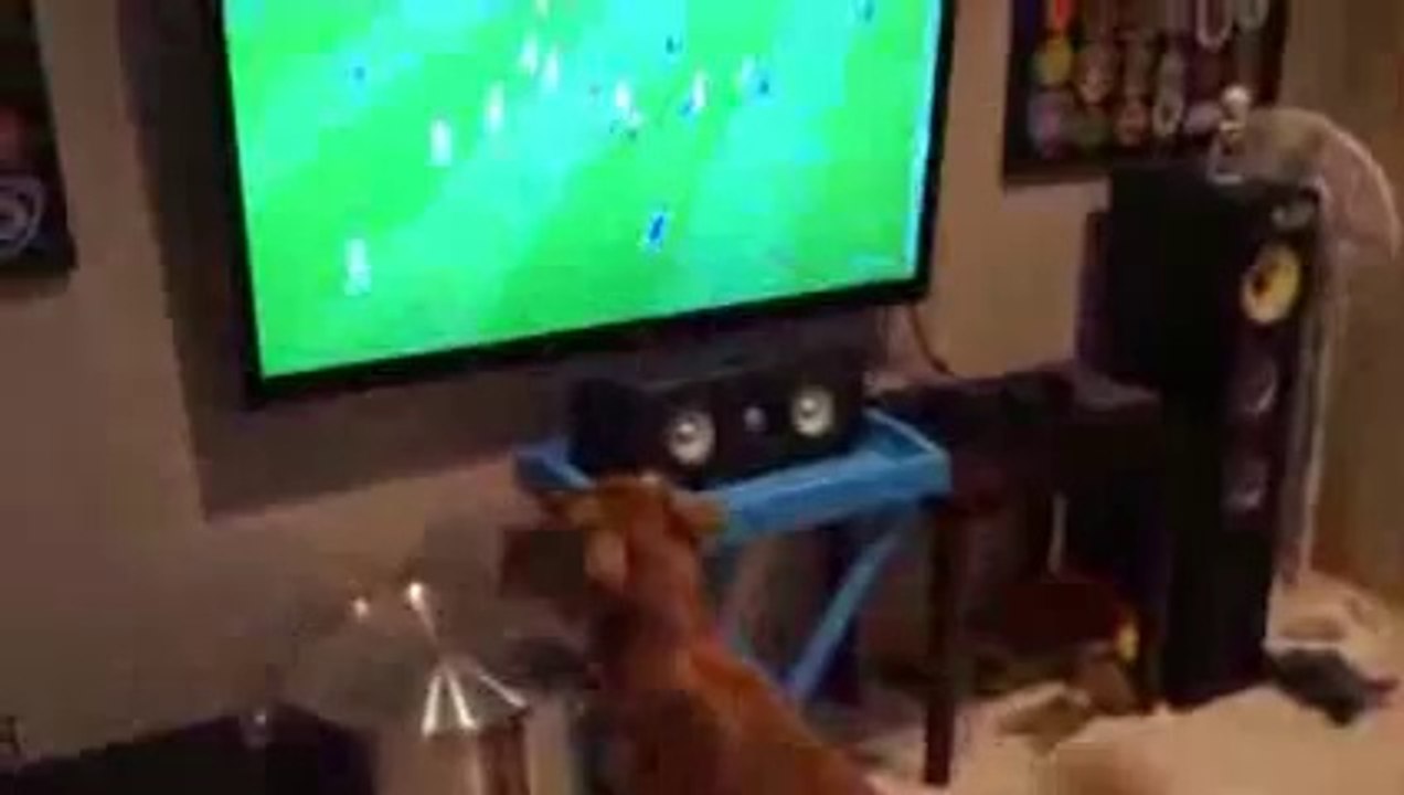 Yok böyle Futbol Fanatiği Hayvan!