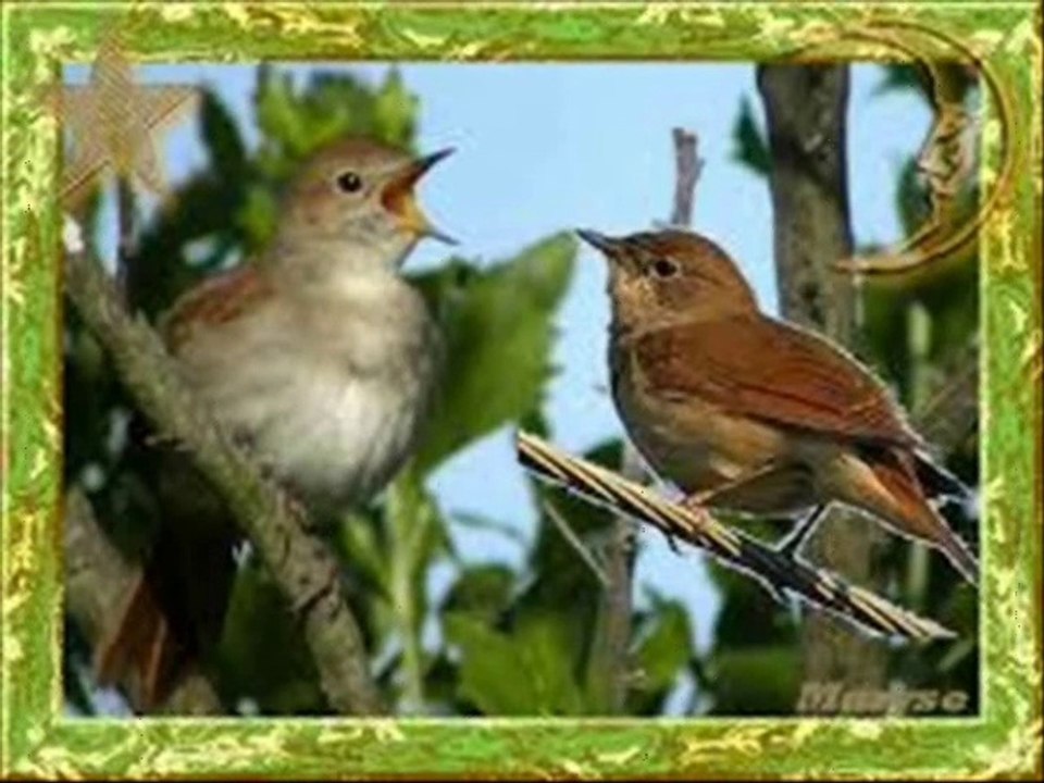 Chanson ROSSIGNOL DE MES AMOURS