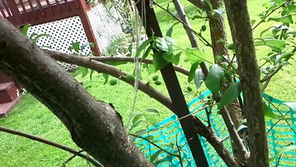 My Ailing Plum Tree