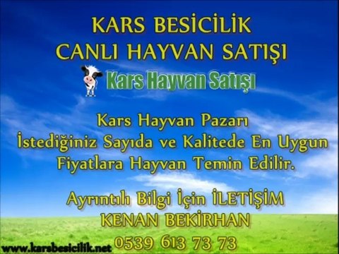 kars hayvan pazarı,Karsta Satılık Besilik Dana,Karsta Satılık İnek