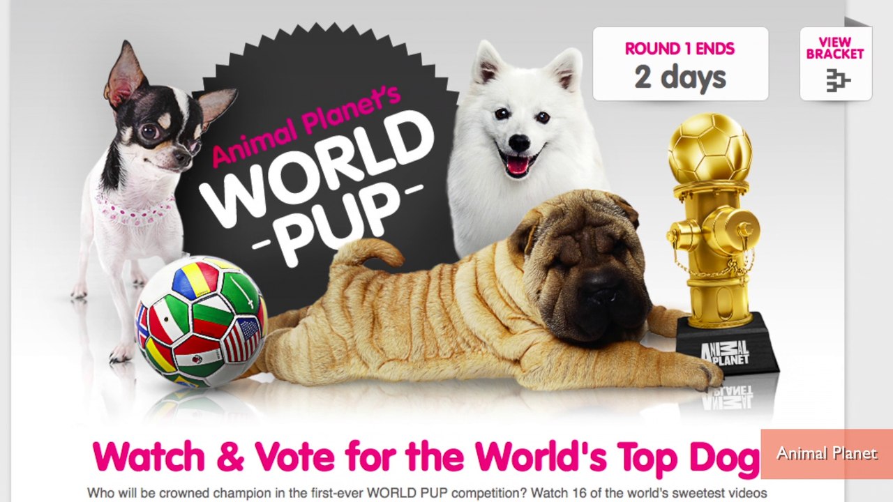 6 chien nationaux s’affrontent lors de la 'World Pup' d’Animal Planet