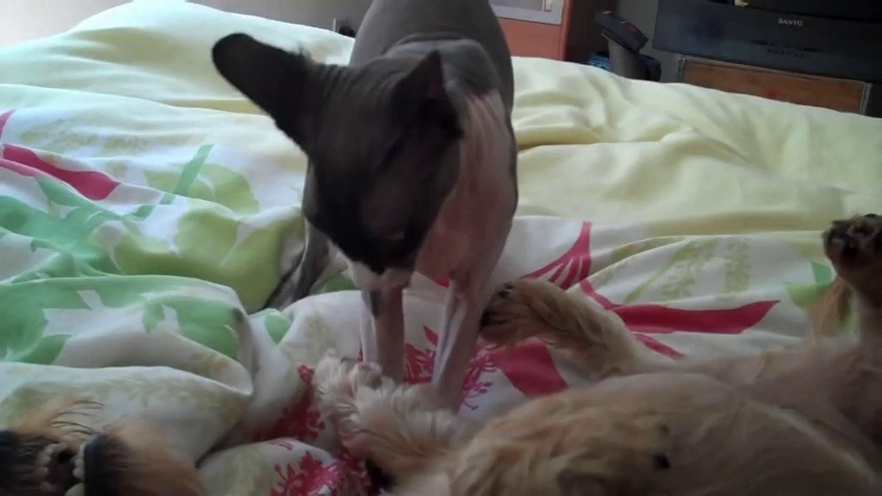 Sphynx cat vs Dachshund