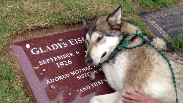 Sahibinin Mezarının Başında Ağlayan Köpek