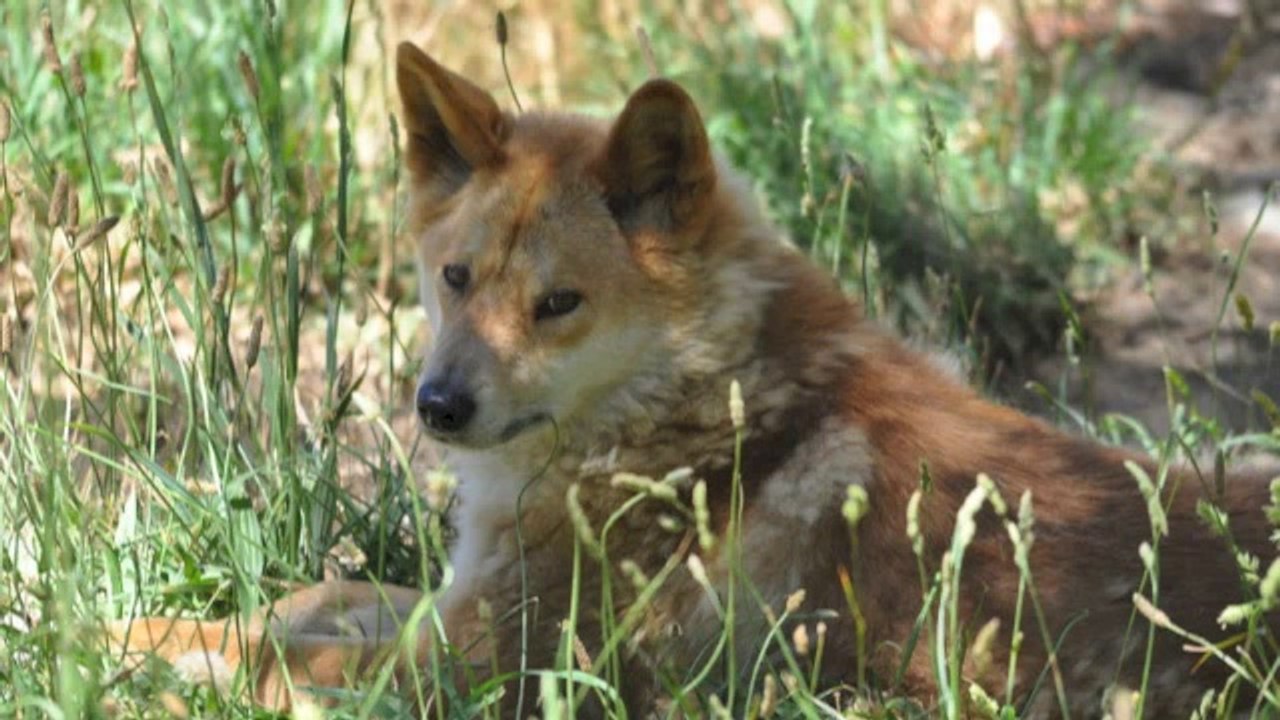 NSPCS (Chiens Sauvages)