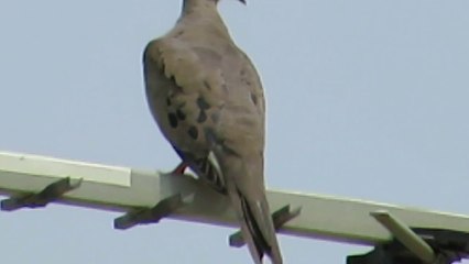 Mourning Dove Attacked by Bee -Amazing (at 1.35 sec must see)
