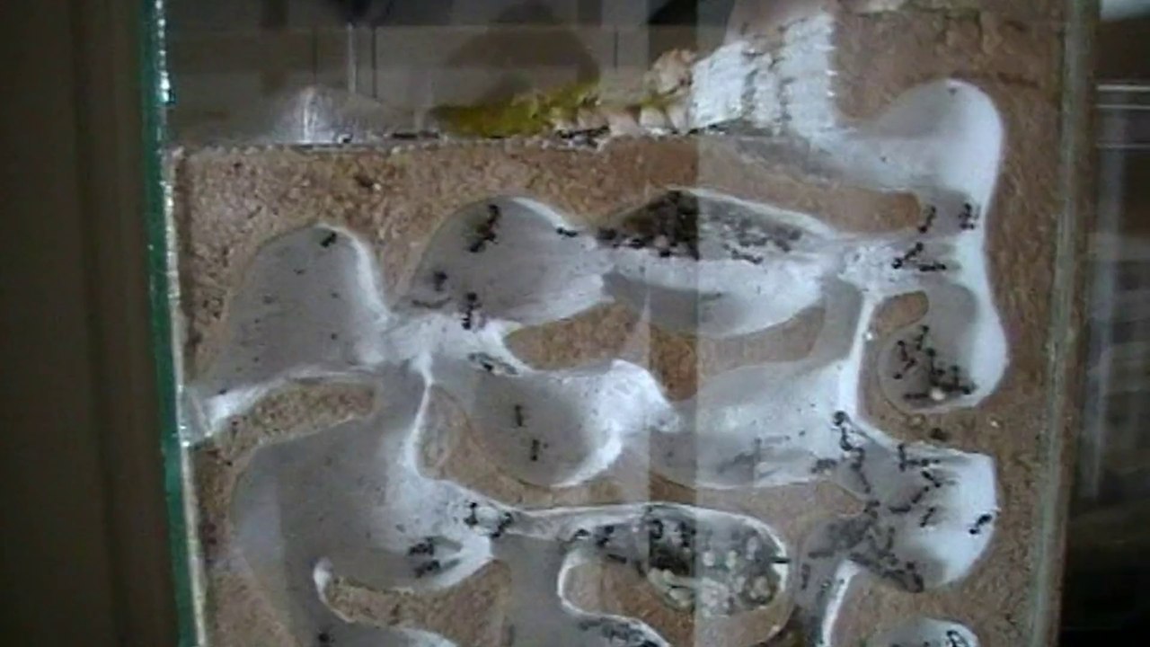 Messor barbarus (18/06/14)